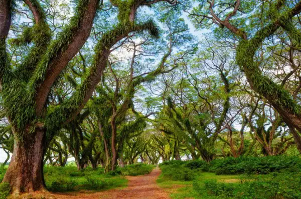 De Djawatan Banyuwangi